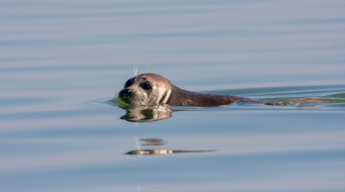 Каспийское море — это озеро?
