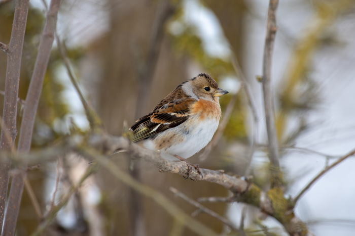 Записки астраханского натуралиста. Кто остался зимовать?