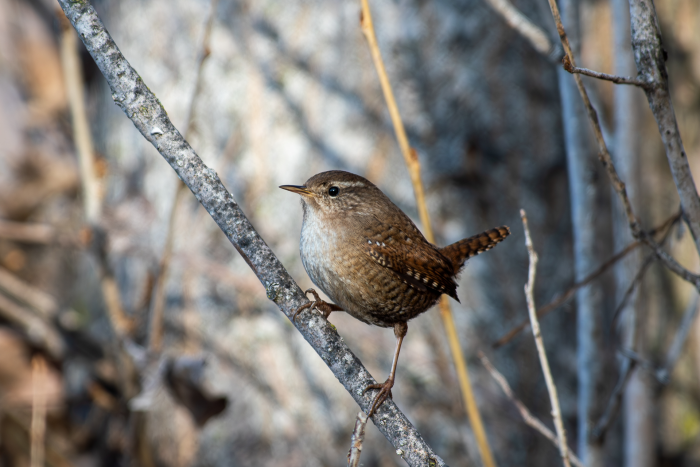 Записки астраханского натуралиста. Кто остался зимовать?