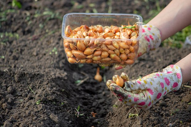 Что можно посеять и посадить в огороде в апреле? Овощи и цветы — семенами и рассадой