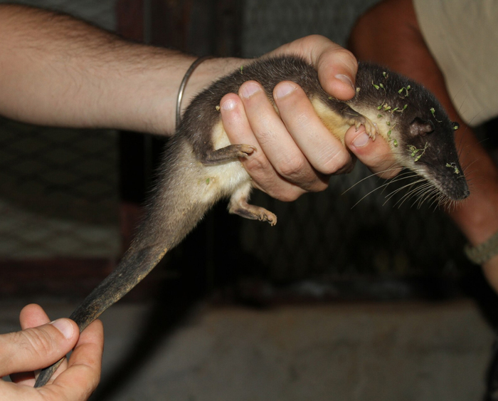 Выдровая землеройка, которая не выдра и не землеройка