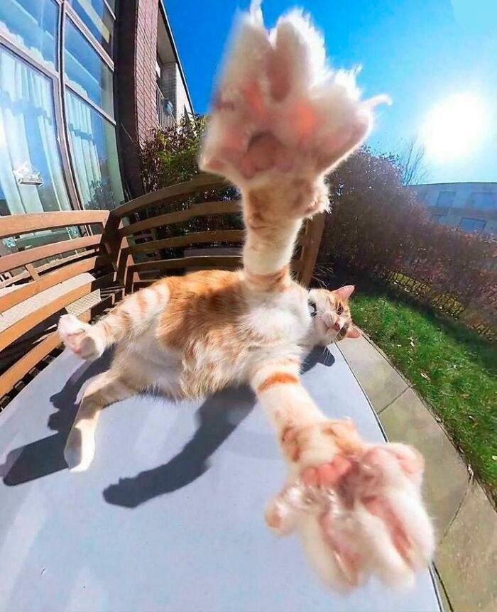 Смешные и красивые коты, которые не такие, как все (18 фото)