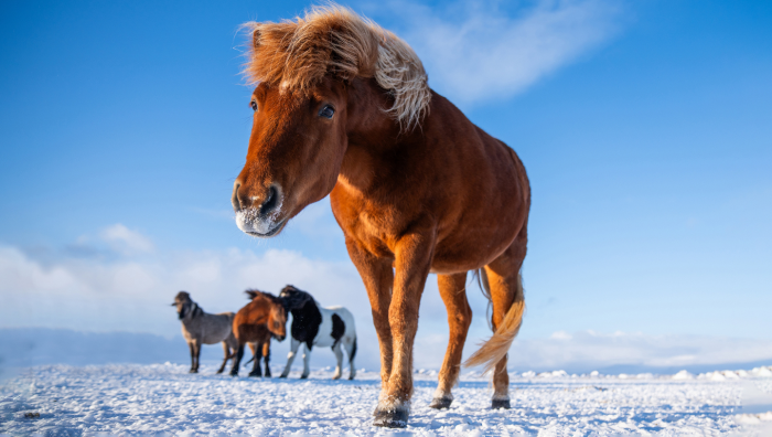 Зимние фотографии из жизни животных