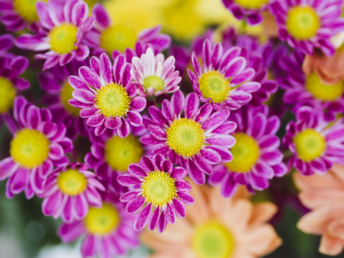 Цветок цинерария: сорта, посадка и уход