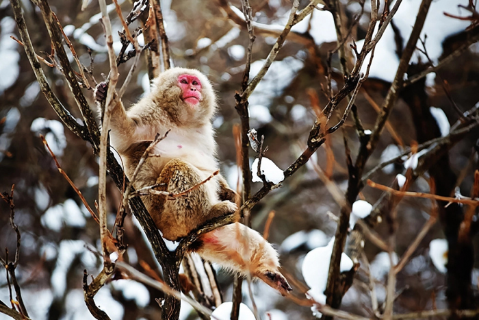 Снежные обезьяны Японии: жизнь в «Адской долине»