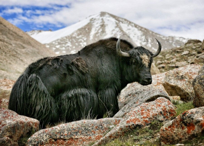 Семь видов настоящих быков: от домашней коровы до загадочного купрея