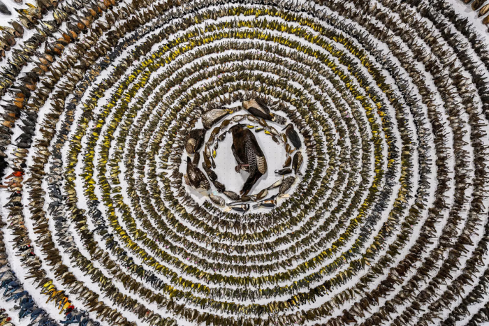 Победители конкурса на лучшие фотографии птиц Bird Photographer of the Year 2024