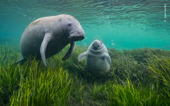 Победители конкурса Wildlife Photographer of the Year 2024