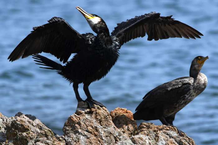 Орнитолог Рябцев: ущерб от бакланов несопоставим с ущербом от браконьерства