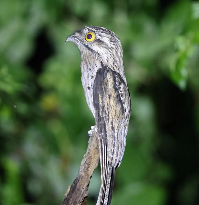 9 птиц с самыми странными именами