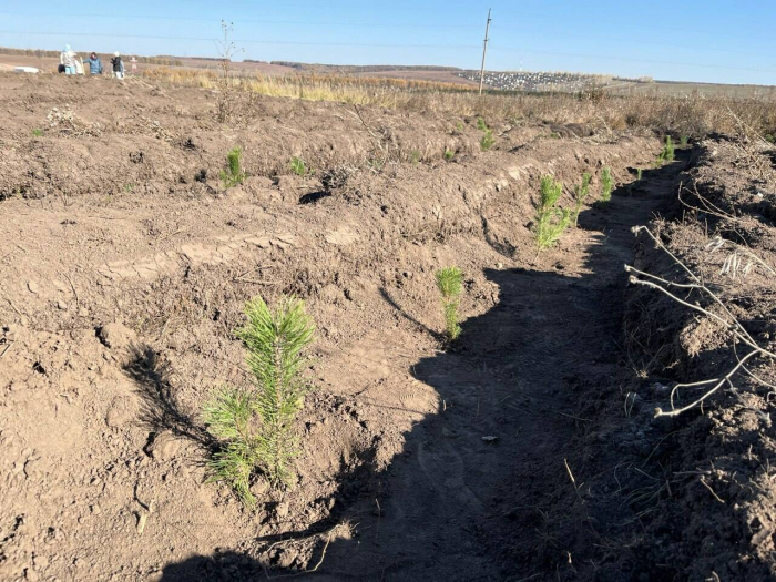 На территории Пестречинского района РТ высадили 100 тыс. сосен, тополей и елей