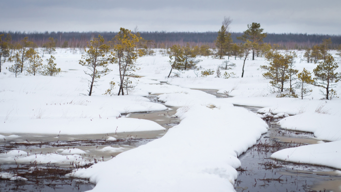 Правда ли, что болота не замерзают