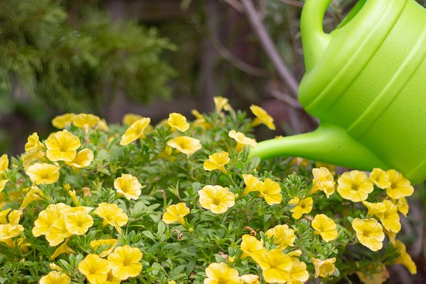 Катарантус: описание, виды и сорта цветка. Выращивание и уход за растением в домашних условиях и в открытом грунте