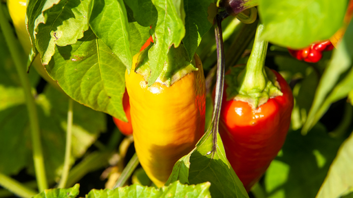 Пора сеять перец на рассаду! Как вырастить богатый урожай — пошаговая инструкция