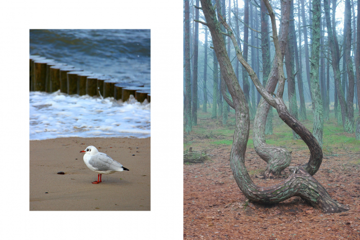 От игольчатого льда Байкала до степных тюльпанов: 8 идей для путешествий этой весной