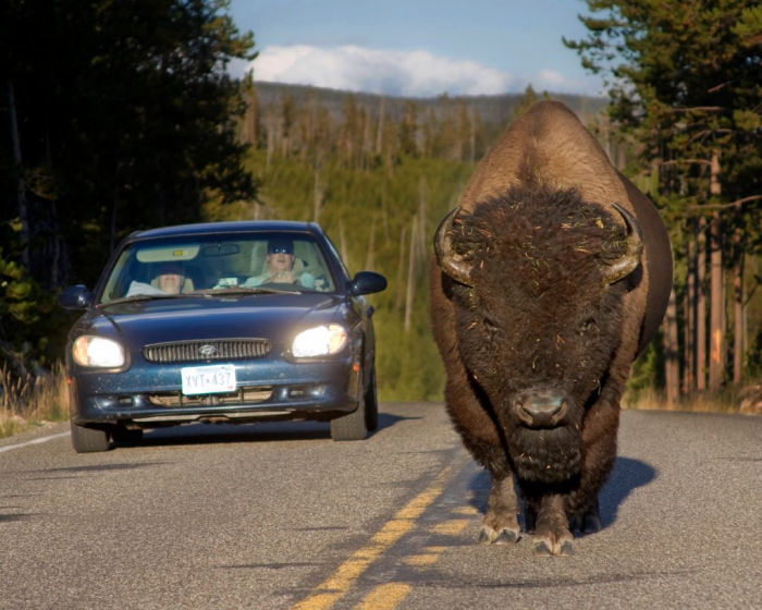 Семь видов настоящих быков: от домашней коровы до загадочного купрея