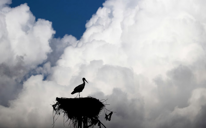 Птицы ранней весной