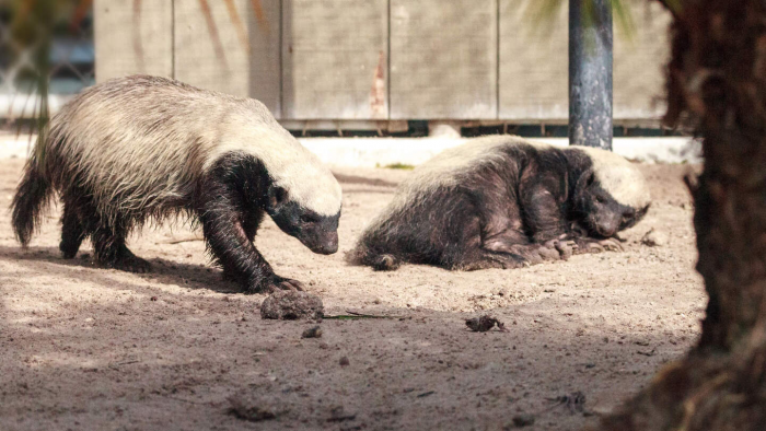 Медоед — зверь, не знающий страха