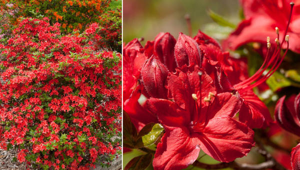 Рододендроны — символ садовой роскоши, неземной красоты и… кропотливого ухода