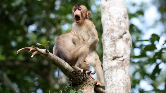 12 с половиной самых смешных фото обезьян за всю историю комичного конкурса Comedy Wildlife Photography Awards