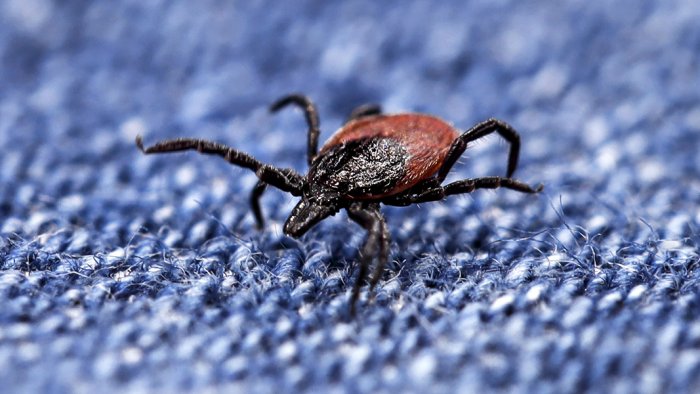 Эксперт рассказал, как избавиться от клещей на новогодней елке