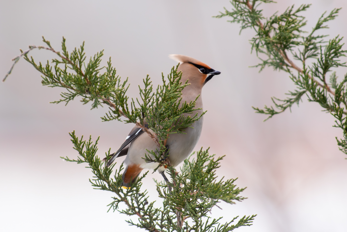 Записки астраханского натуралиста. Свиристели, гости с Севера