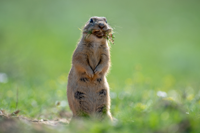 Записки астраханского натуралиста. Какой суслик красивее: желтый или малый