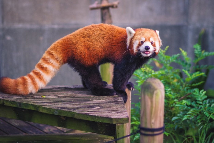 Красная панда: что это за животное, как выглядит, где живет и чем отличается от большой панды