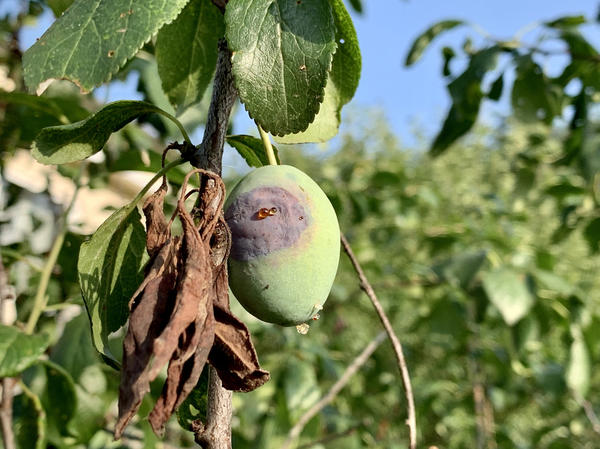 Одна из главных целей среднестатистического дачника — собрать большой урожай: и семью обеспечить, и соседей впечатлить