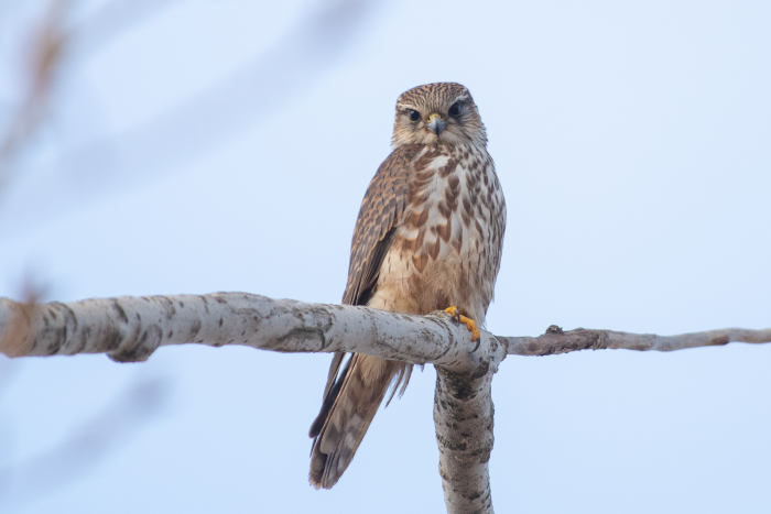 Записки астраханского натуралиста. Птицы Городского острова