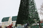 Главная городская елка на площади Свободы в Барнауле обзавелась звездой и "зеленеет". Фото