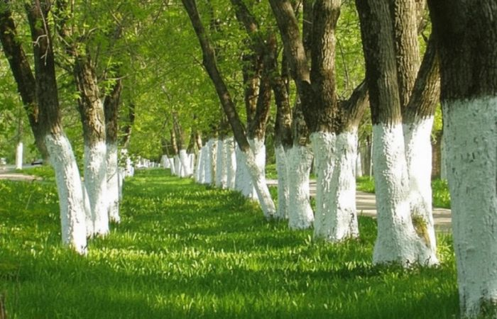 Белые бордюры и белые деревья: почему в СССР так любили все белить