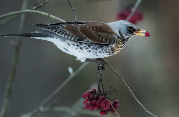 Зимующие птицы Москвы. Какие пернатые остаются в столице на зимовку и где их можно увидеть?