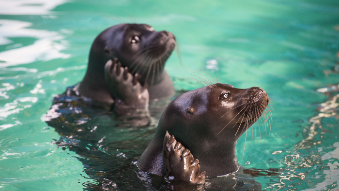 Байкальская нерпа: как живет эндемик  самого глубокого озера в мире