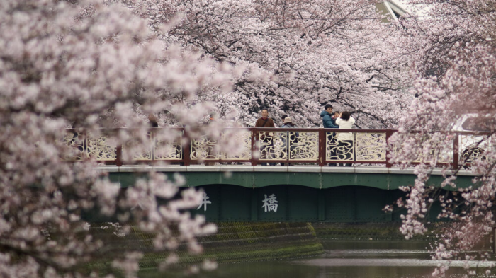 Цветение сакуры в Японии 2026: прогноз и лучшие места для ханами