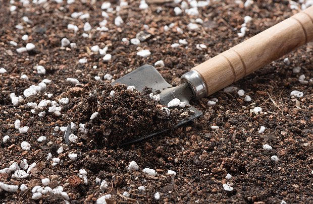 Как вырастить хорошую рассаду: сроки и правила посадки, секреты ухода