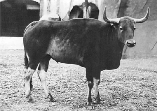 Семь видов настоящих быков: от домашней коровы до загадочного купрея