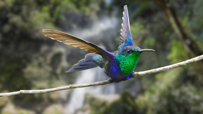 7 интересных фактов о фейхоа: ягода с бразильским характером