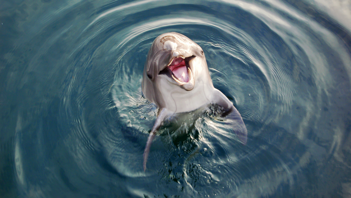 Где кошкам и орангутанам жить хорошо: 6 стран, которые защищают права животных