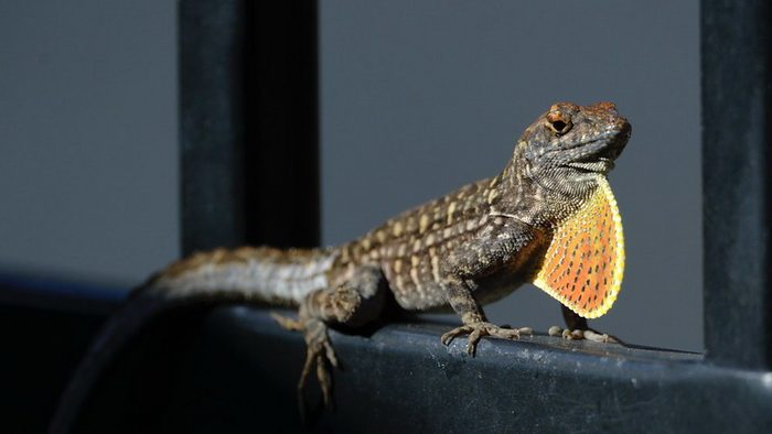 Животные, которые нас удивили в 2025 году. «Фантастические твари»