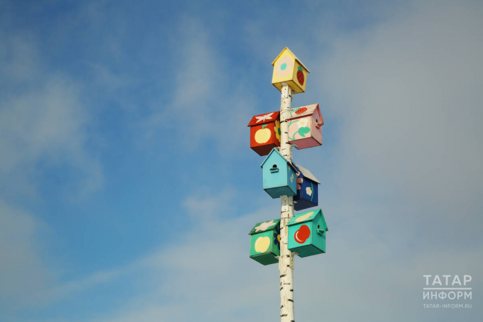 Весенняя миграция птиц: грачи прилетели раньше, а скворцам негде гнездиться