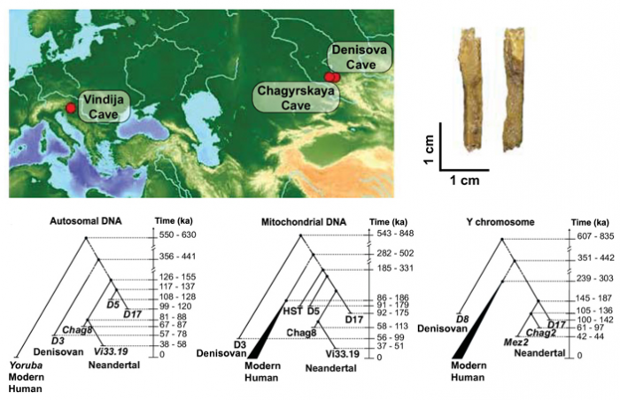 Геном неандертальца из Денисовой пещеры показал, что межпопуляционные различия у неандертальцев были больше, чем у современных людей