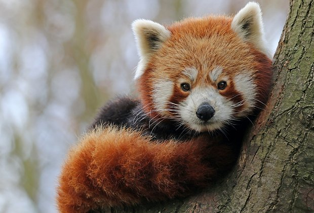 Красная панда: что это за животное, как выглядит, где живет и чем отличается от большой панды