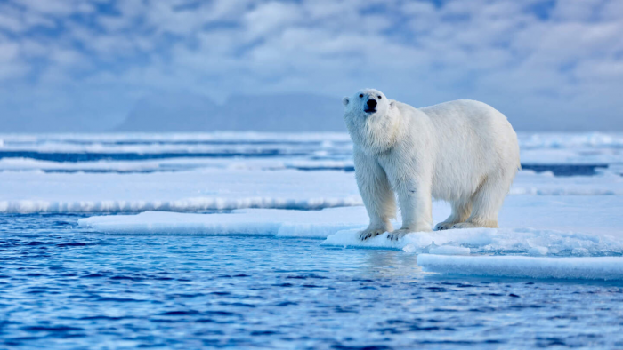 Могут ли встретиться белый медведь и пингвин