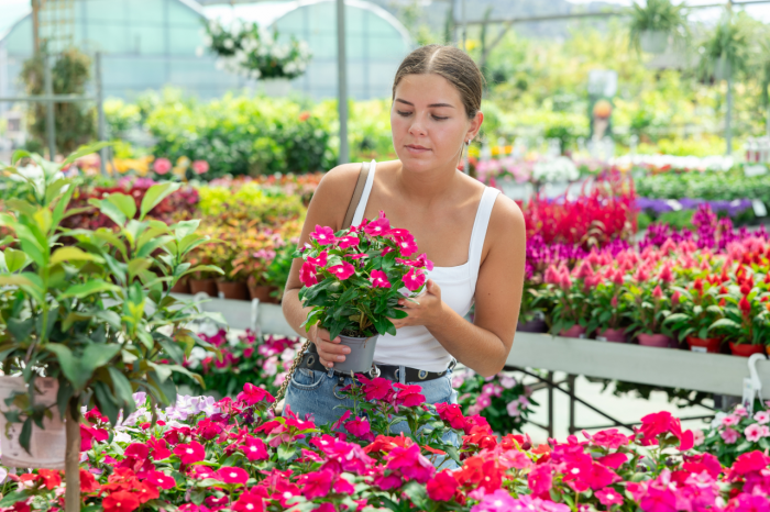 Катарантус: описание, виды и сорта цветка. Выращивание и уход за растением в домашних условиях и в открытом грунте