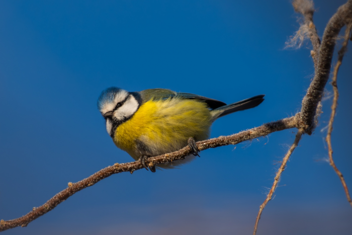 Записки астраханского натуралиста. Кто остался зимовать?