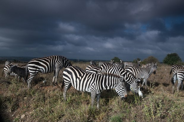 «Во сколько в Найроби обычно начинают убивать?» Россиянин в одиночку поехал в одну из самых опасных стран. Что его там поразило?
