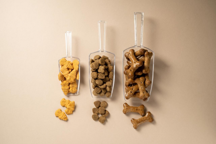 Как подружить кошку и собаку: пошаговый гид для владельцев