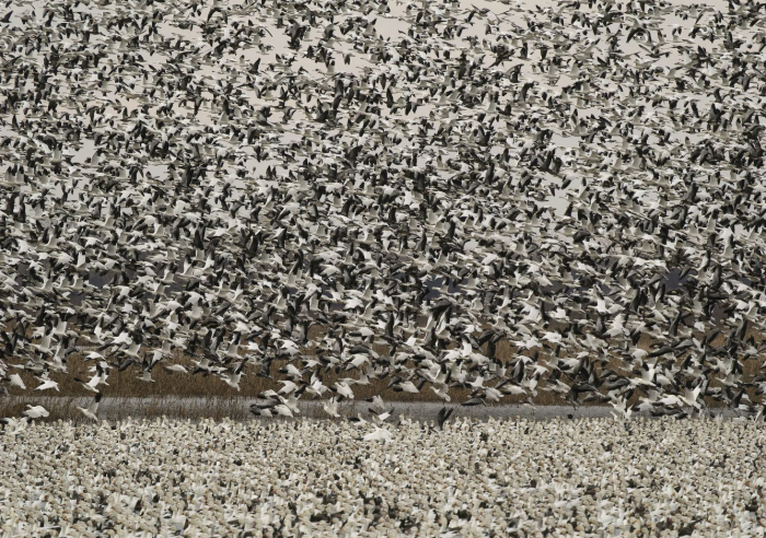 Птицы ранней весной