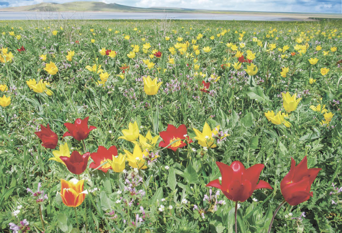 Как крымский тюльпан покорил Османскую империю и вызвал психоз в Европе: история главного весеннего цветка